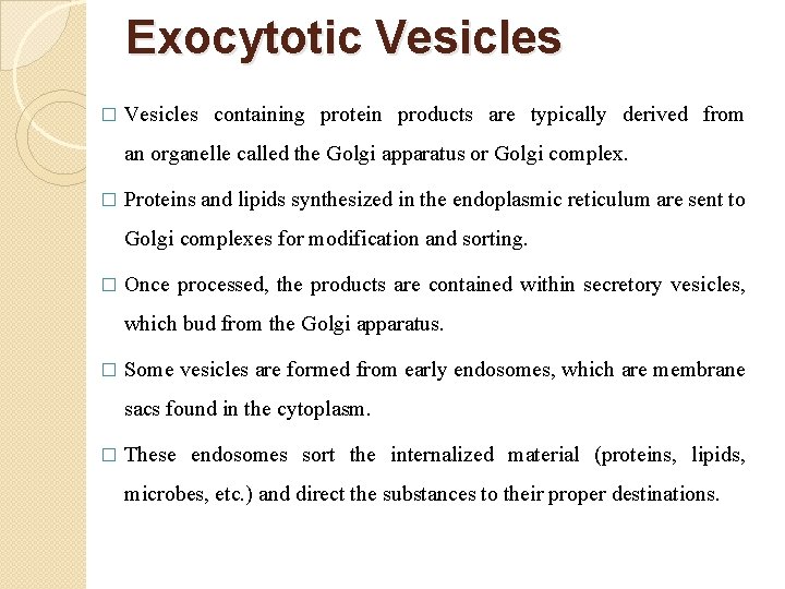 Exocytotic Vesicles � Vesicles containing protein products are typically derived from an organelle called