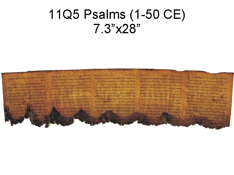 11 Q 5 Psalms (1 -50 CE) 7. 3”x 28” 