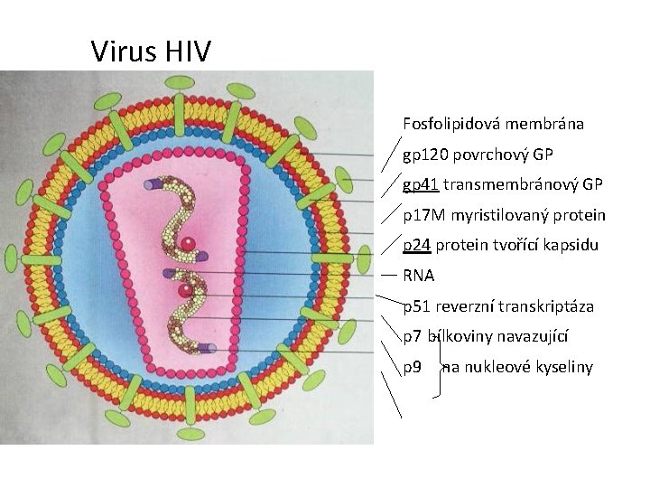 Virus HIV Fosfolipidová membrána gp 120 povrchový GP gp 41 transmembránový GP p 17