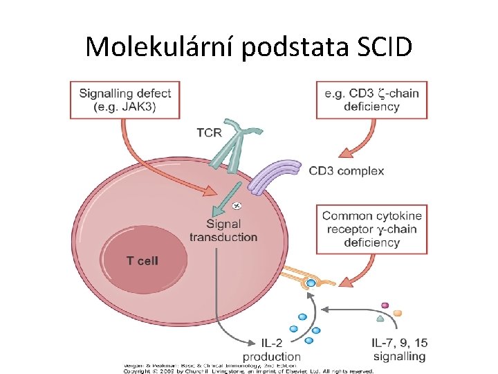 Molekulární podstata SCID 