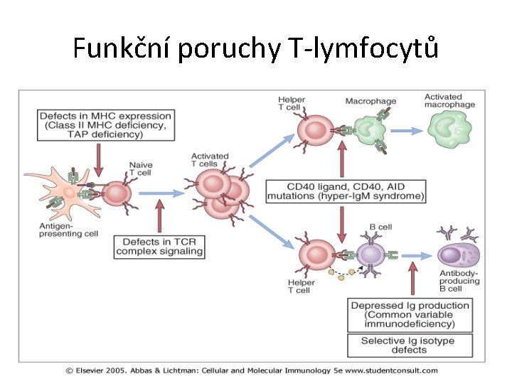 Funkční poruchy T-lymfocytů 