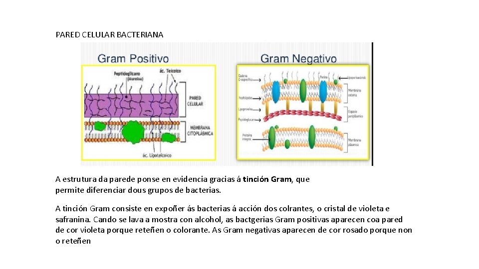 PARED CELULAR BACTERIANA A estrutura da parede ponse en evidencia gracias á tinción Gram,
