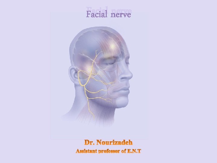 Facial nerve 