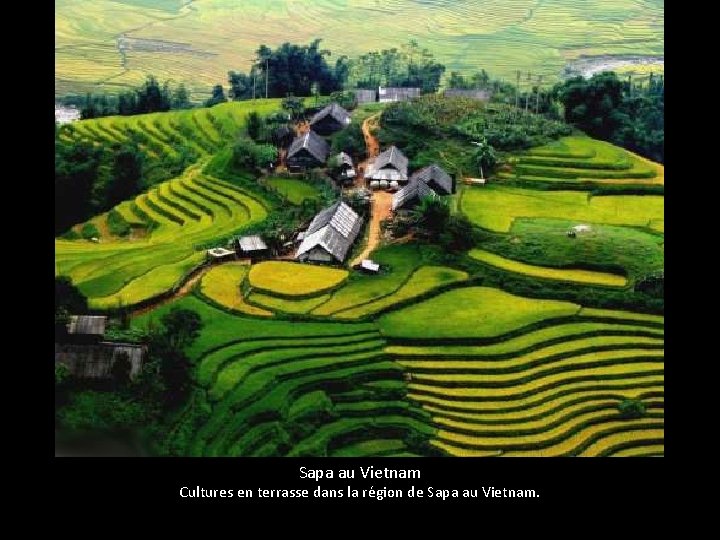 Sapa au Vietnam Cultures en terrasse dans la région de Sapa au Vietnam. 
