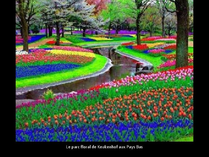 Le parc floral de Keukenhof aux Pays Bas 