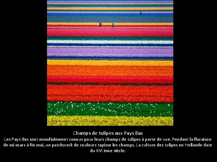 Champs de tulipes aux Pays Bas Les Pays Bas sont mondialement connus pour leurs