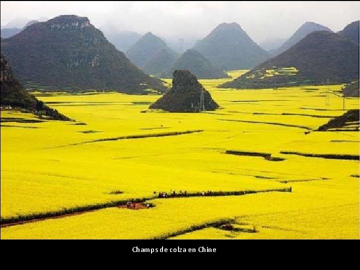 Champs de colza en Chine 