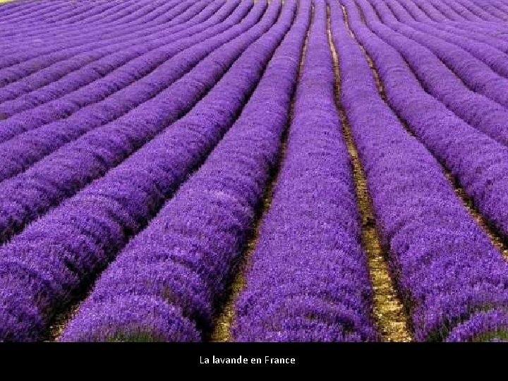 La lavande en France 