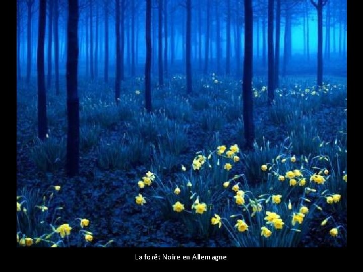 La forêt Noire en Allemagne 