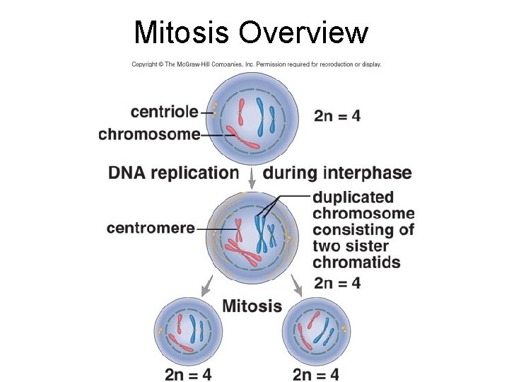 Mitosis Overview 