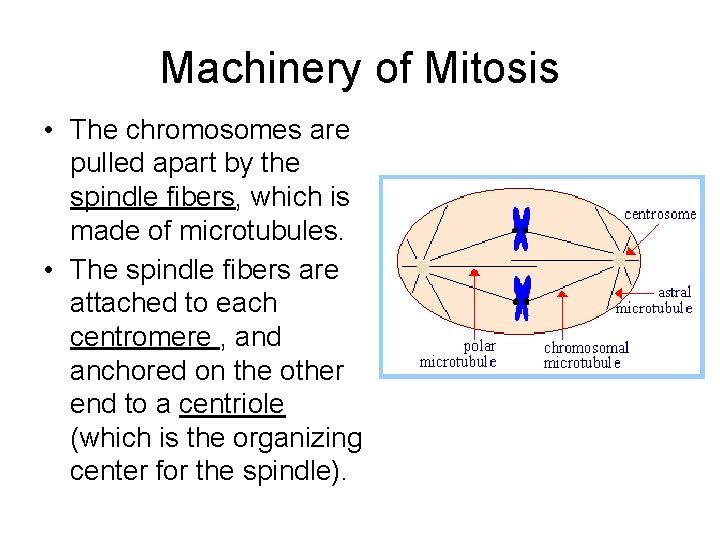 Machinery of Mitosis • The chromosomes are pulled apart by the spindle fibers, which