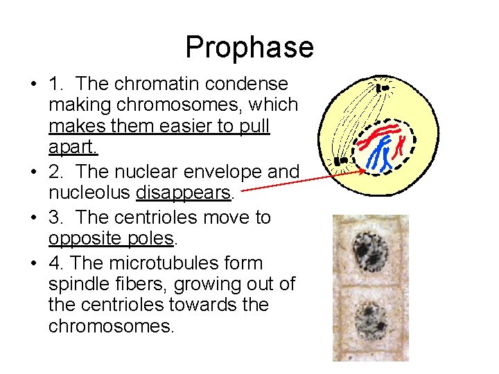 Prophase • 1. The chromatin condense making chromosomes, which makes them easier to pull