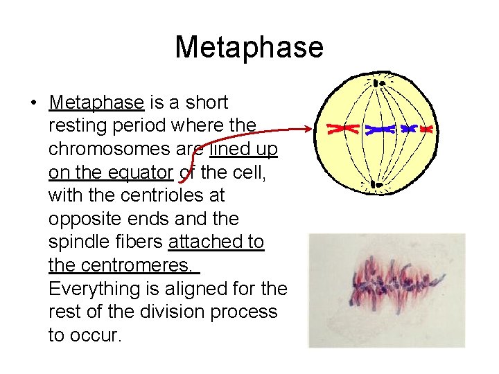 Metaphase • Metaphase is a short resting period where the chromosomes are lined up