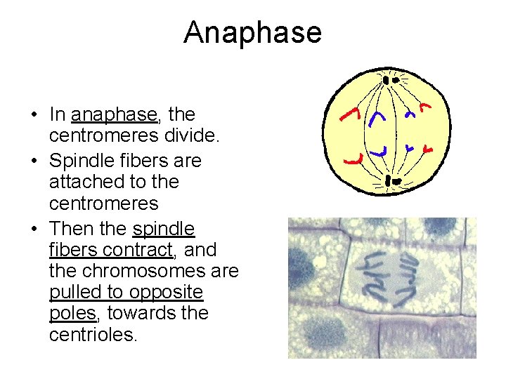 Anaphase • In anaphase, the centromeres divide. • Spindle fibers are attached to the