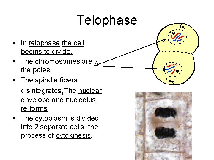 Telophase • In telophase the cell begins to divide. • The chromosomes are at