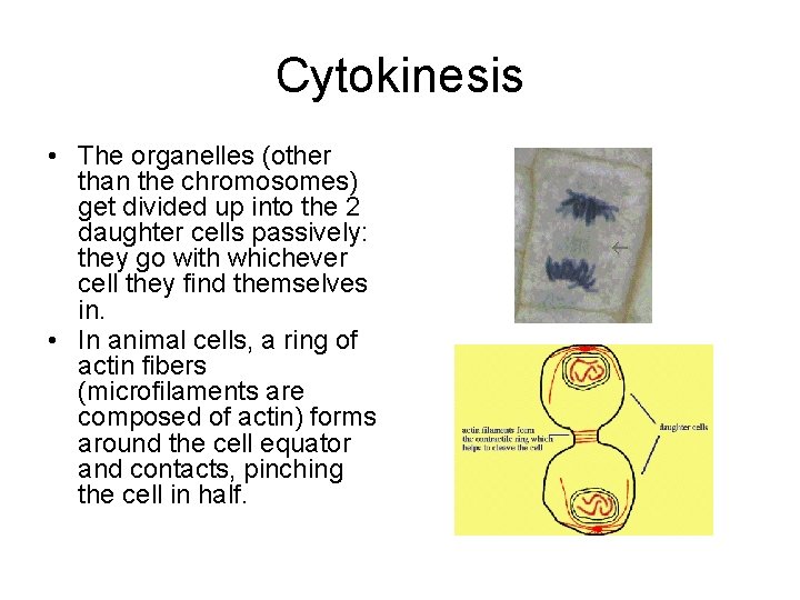 Cytokinesis • The organelles (other than the chromosomes) get divided up into the 2