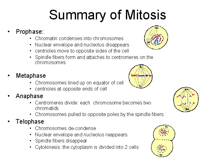 Summary of Mitosis • Prophase: • • • Chromatin condenses into chromosomes Nuclear envelope