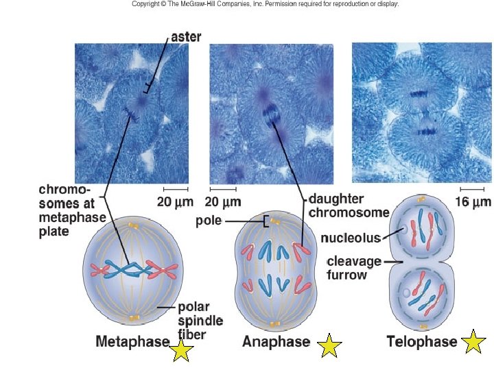 Meta- Ana- and Telo-phase 