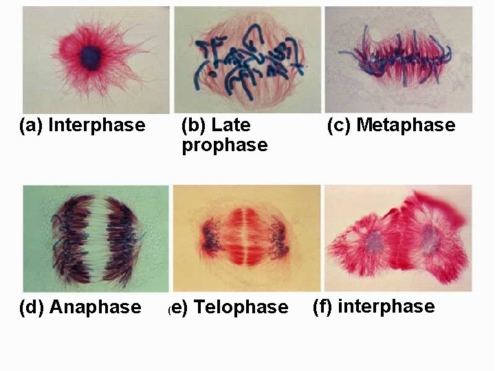 (a) Interphase (d) Anaphase (b) Late prophase ( e) Telophase (c) Metaphase (f) interphase