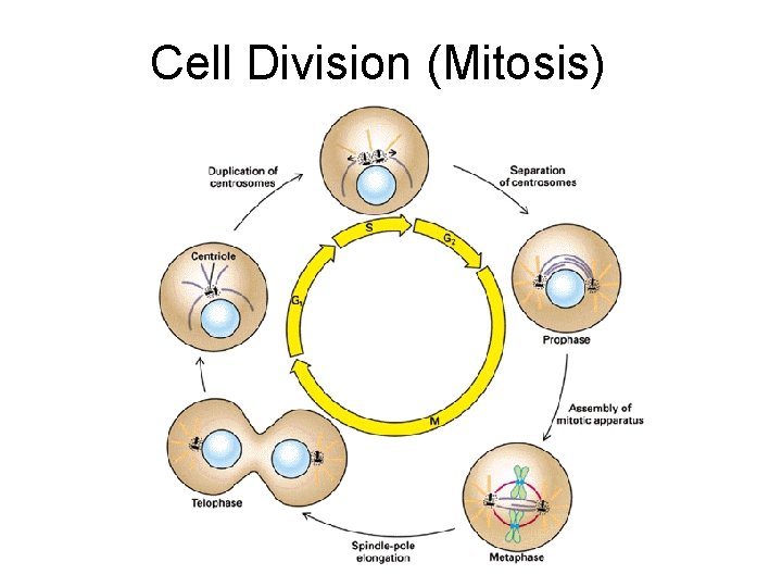 Cell Division (Mitosis) 