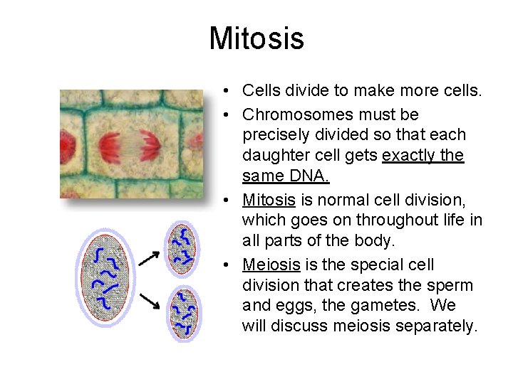 Mitosis • Cells divide to make more cells. • Chromosomes must be precisely divided