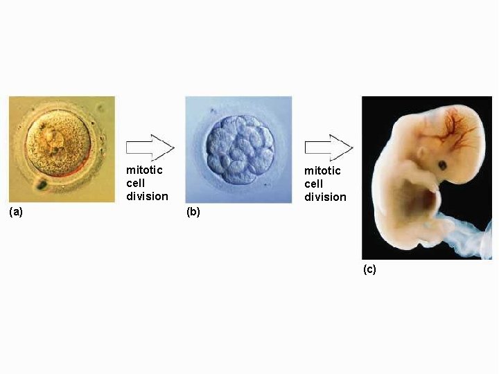 Mitosis: development mitotic cell division (a) mitotic cell division (b) (c) 