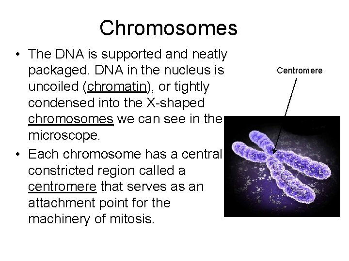 Chromosomes • The DNA is supported and neatly packaged. DNA in the nucleus is