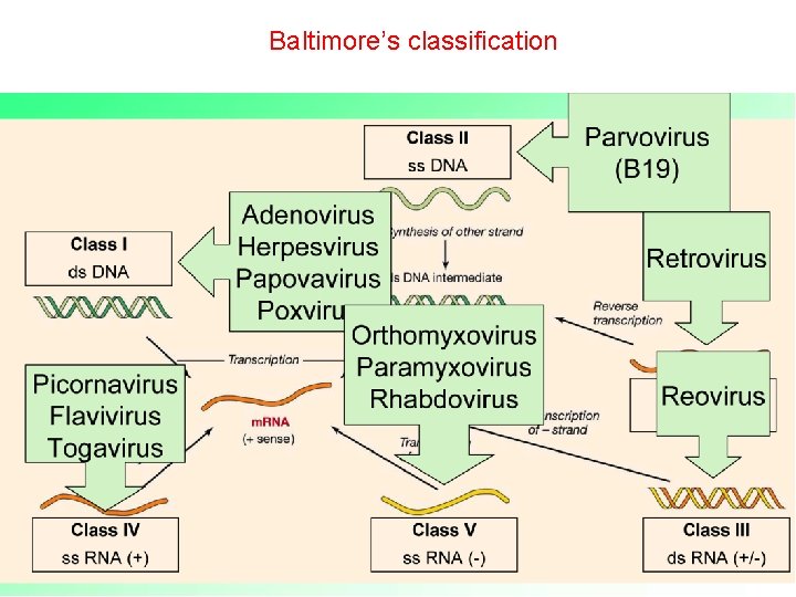 Baltimore’s classification 