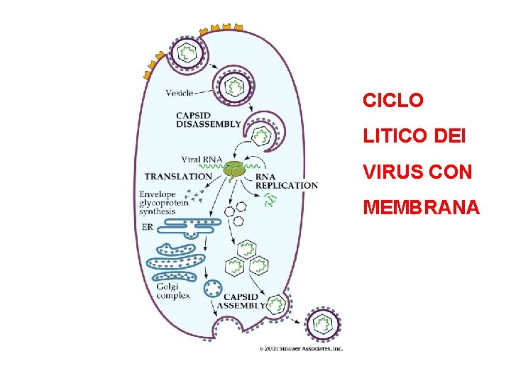 CICLO LITICO DEI VIRUS CON MEMBRANA 