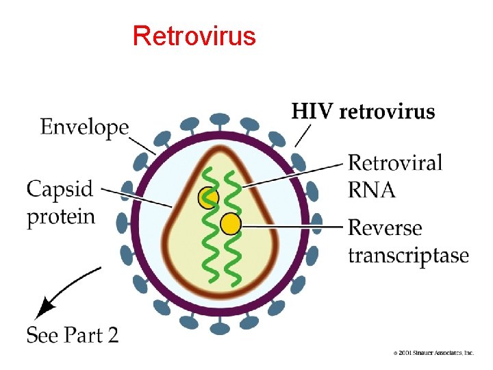 Retrovirus 13. 5 