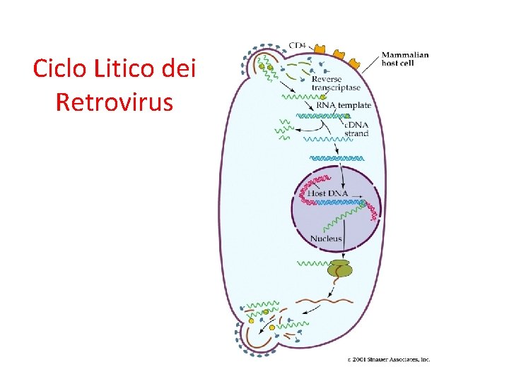 Ciclo Litico dei Retrovirus 