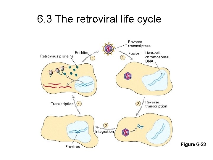 6. 3 The retroviral life cycle Figure 6 -22 