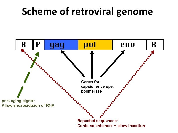 Scheme of retroviral genome Genes for capsid, envelope, polimerase packaging signal; Allow encapsidation of