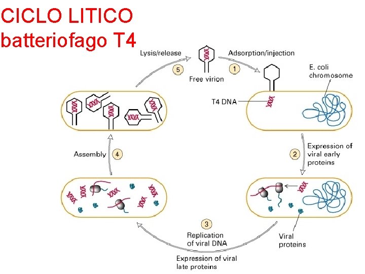 CICLO LITICO batteriofago T 4 