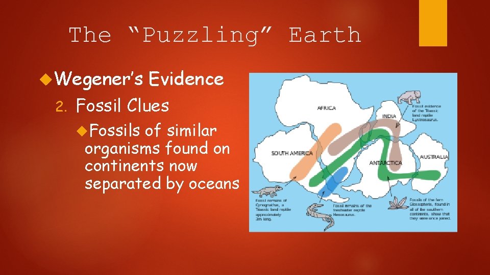 The “Puzzling” Earth Wegener’s 2. Evidence Fossil Clues Fossils of similar organisms found on