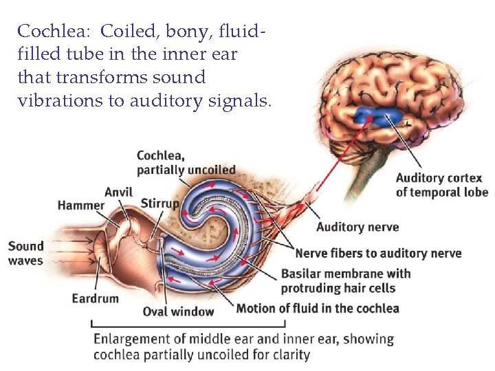 Cochlea: Coiled, bony, fluidfilled tube in the inner ear that transforms sound vibrations to