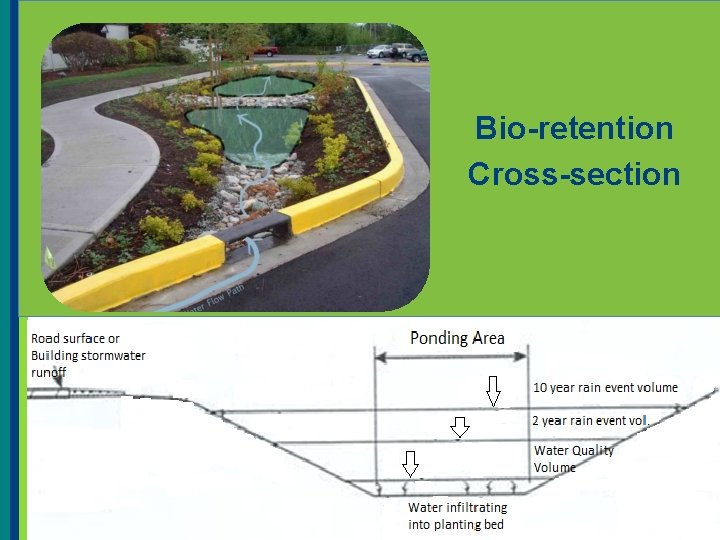 Bio-retention Cross-section 