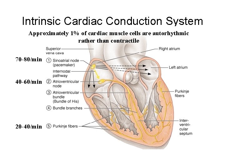 Intrinsic Cardiac Conduction System Approximately 1% of cardiac muscle cells are autorhythmic rather than