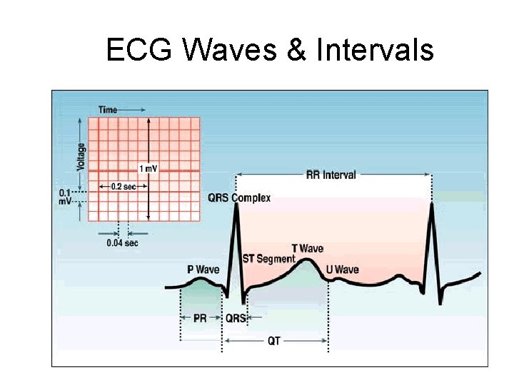 ECG Waves & Intervals 