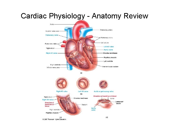 Cardiac Physiology - Anatomy Review 