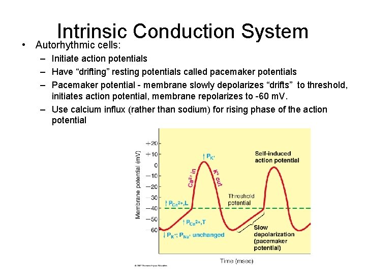  • Intrinsic Conduction System Autorhythmic cells: – Initiate action potentials – Have “drifting”