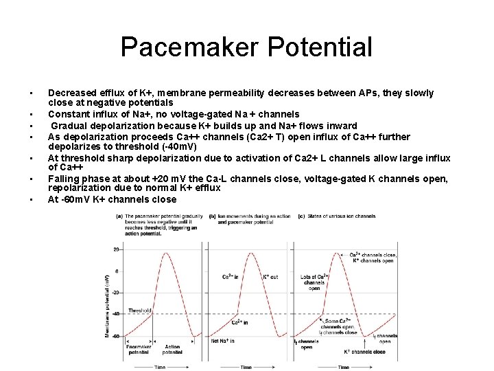 Pacemaker Potential • • Decreased efflux of K+, membrane permeability decreases between APs, they