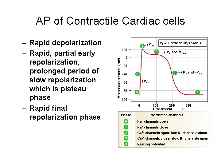 AP of Contractile Cardiac cells PX = Permeability to ion X PNa 1 +20