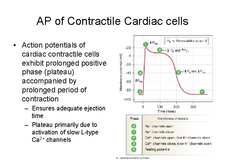 AP of Contractile Cardiac cells • Action potentials of cardiac contractile cells exhibit prolonged