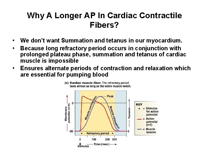 Why A Longer AP In Cardiac Contractile Fibers? • We don’t want Summation and