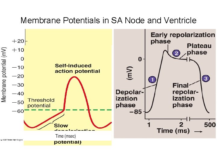 Membrane Potentials in SA Node and Ventricle 