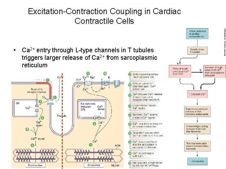 Excitation-Contraction Coupling in Cardiac Contractile Cells • Ca 2+ entry through L-type channels in