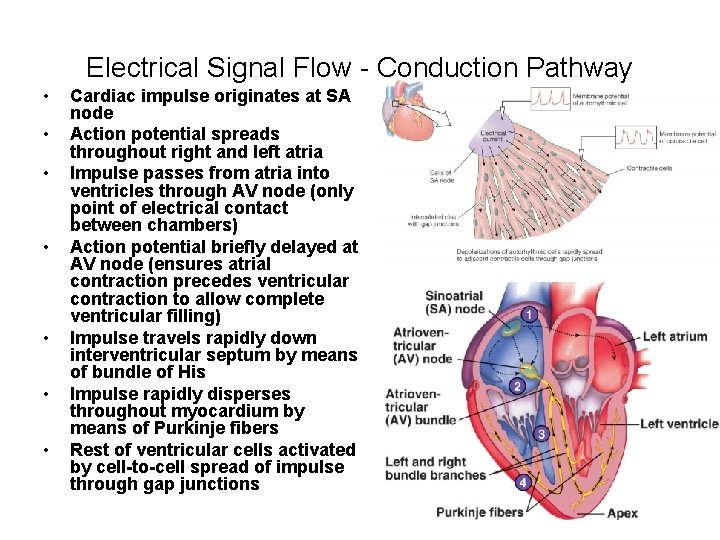 Electrical Signal Flow - Conduction Pathway • • Cardiac impulse originates at SA node