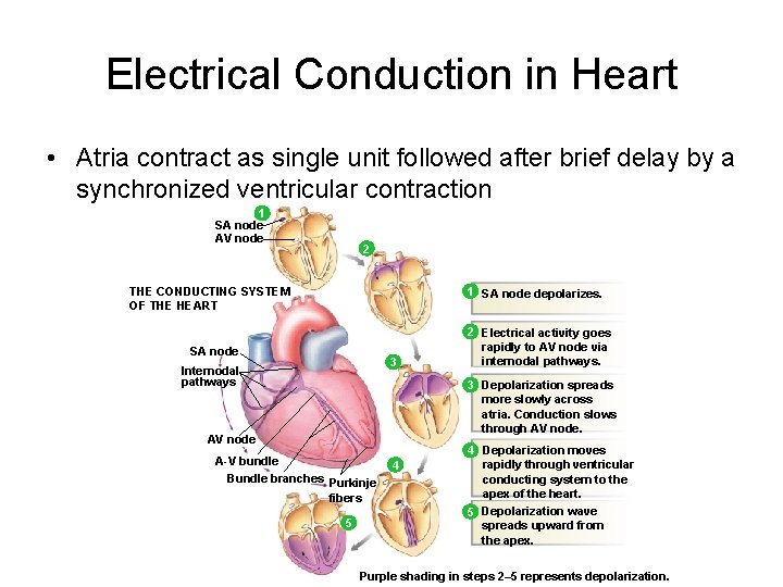 Electrical Conduction in Heart • Atria contract as single unit followed after brief delay