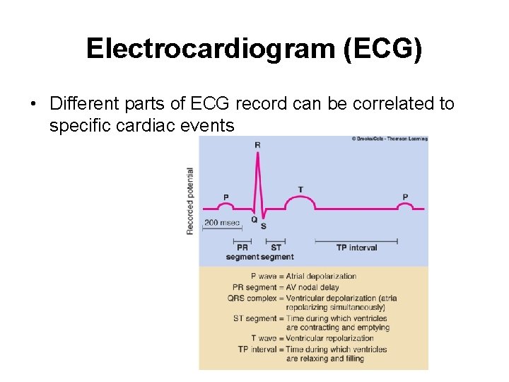 Electrocardiogram (ECG) • Different parts of ECG record can be correlated to specific cardiac